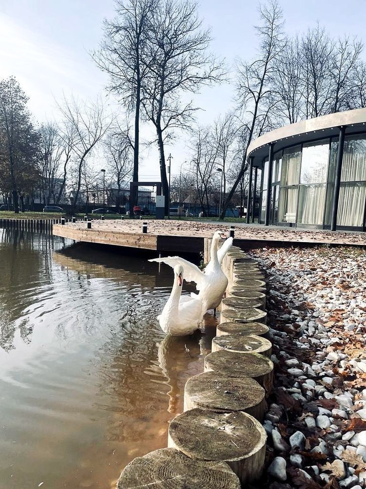 В парк Серпухова вернулись лебеди