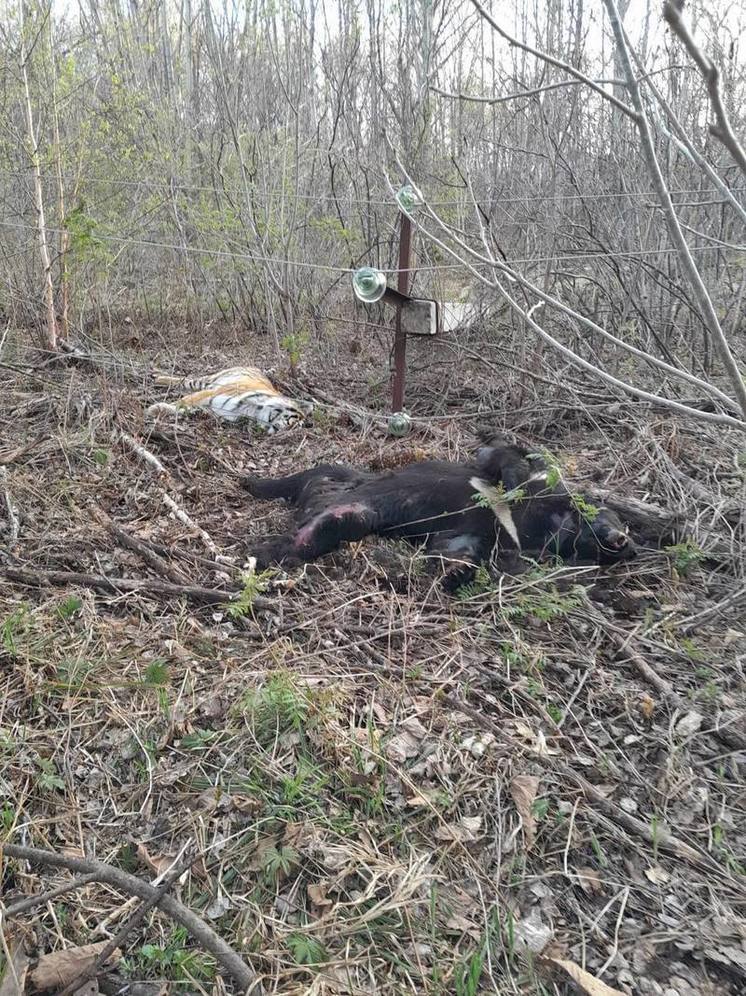 В Приморском крае упавшая опора ЛЭП убила тигра и медведя