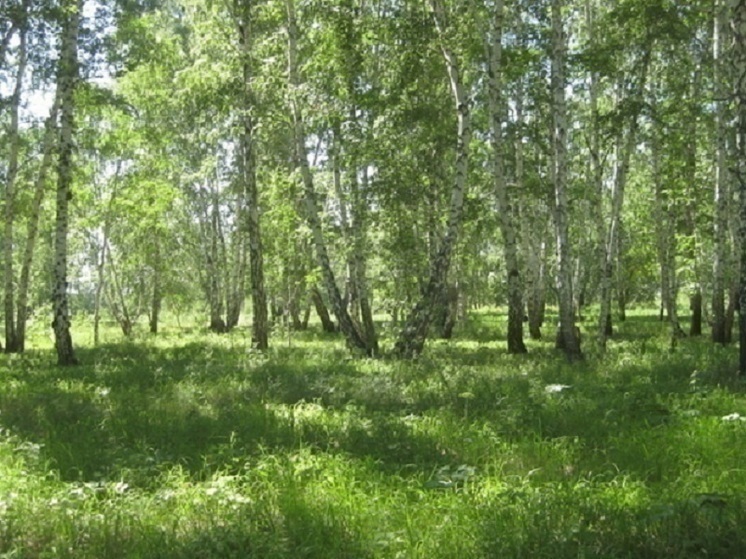 Высадка более 10 000 деревьев запланирована в Омске на 2024 год