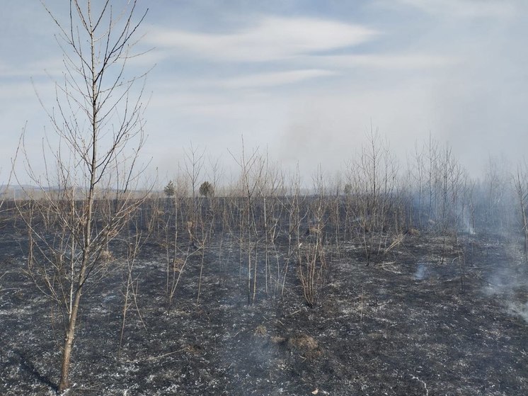 В Красноярском крае ликвидировали 4 лесных пожара за сутки