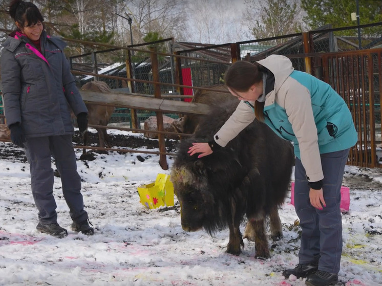 Овцебычок Алана в красноярском зоопарке отметила день рождения