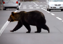 Власти Японии опробуют систему предупреждения медведей с искусственным интеллектом после рекордного числа нападений