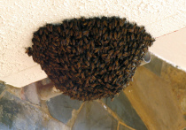 Сегодня – 30 апреля – день оберега пчел, напоминает Русская барыня