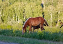 В поисково-спасательном отряде в Томской области появилось новое направление – конное