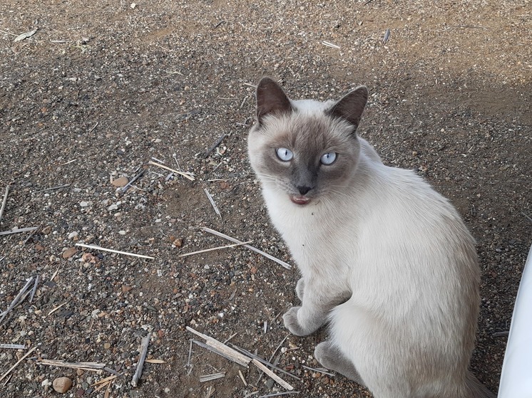 Екатеринбуржцы обнаружили в подъезде жилого дома искалеченную кошку