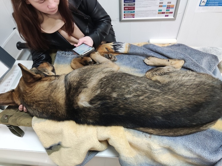 Ярославцы спасают собаку, сбитую бездушным водителем