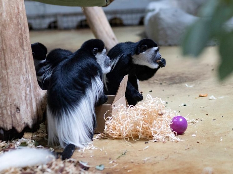 В калининградском зоопарке 1 мая запустят фонтаны и покормят животных