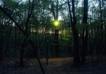 Одна из достопримечательностей лесопарка Кумысная поляна – 230-летний дуб-великан – «засветилась»