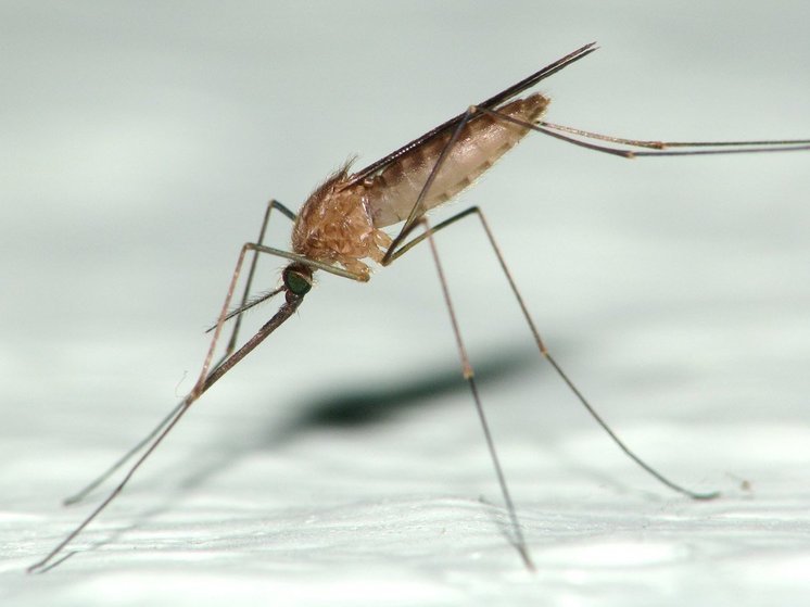 В Орловской области за последние 5 лет зарегистрировано три случая малярии