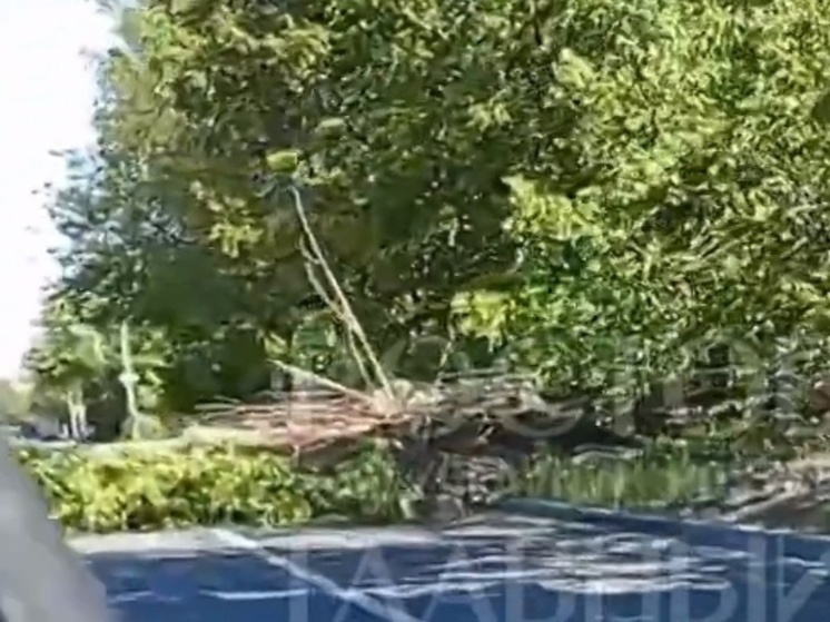 В Ростове-на-Дону на Казахской упавшее дерево оборвало провода ЛЭП