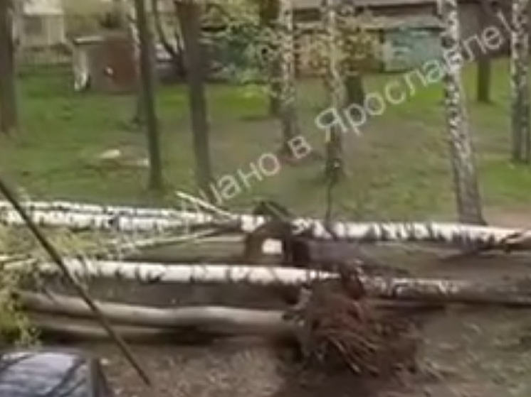 В Ярославле штормовой ветер устроил лесоповал