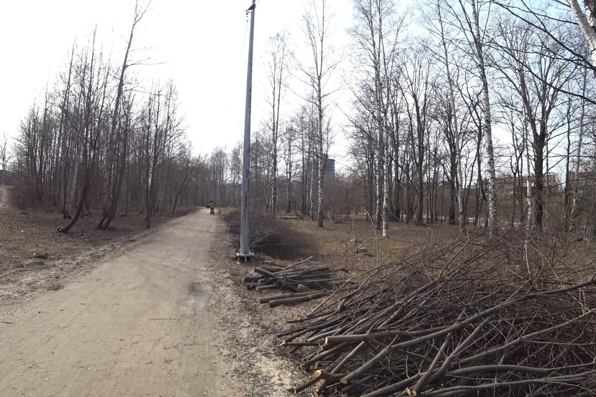 Жители Петрозаводска удивлены массовой вырубкой деревьев в одном из парков