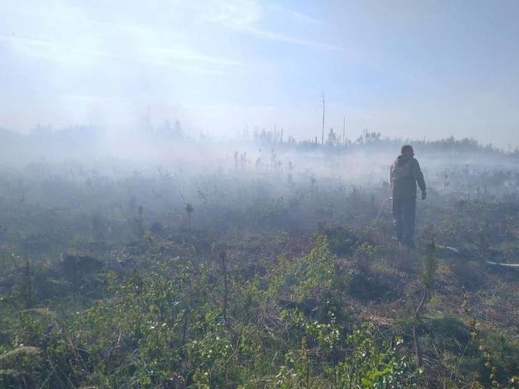 Третий класс пожарной опасности объявлен в Подмосковье до 3 мая