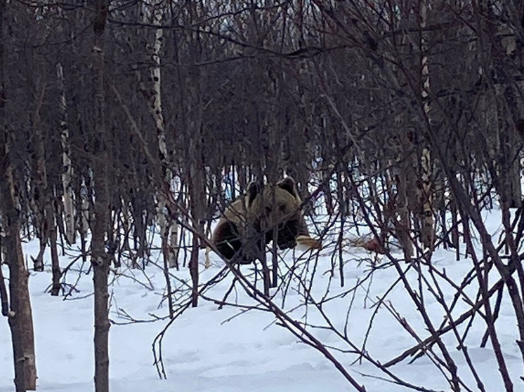 В окрестностях Североморска-3 заметили медведя