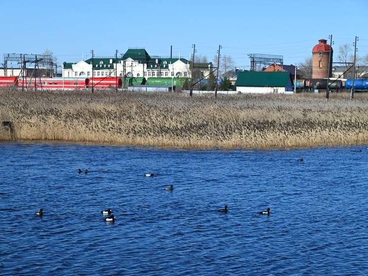 После зимовки в Новосибирскую область вернулись редкие белолицые птицы