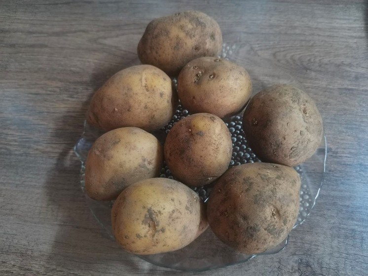 Правильно удобряем и выращиваем крупный картофель