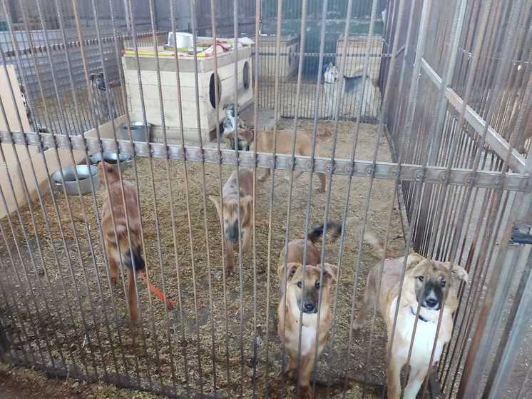 Помогать легко: собаки из приюта «Алькин Дом» в Красноярске получили подарки от команды «Ростелекома»
