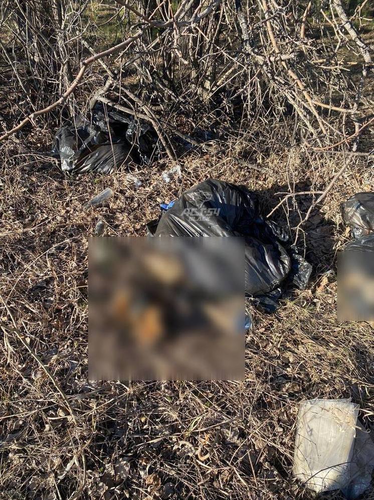Пакеты с мёртвыми собаками нашли в Новосибирской области