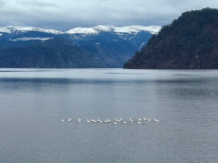 В начале мая на Телецкое озеро прилетели лебеди
