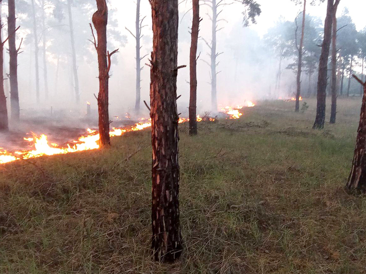 В Кировской области вспыхнул первый в этом году лесной пожар