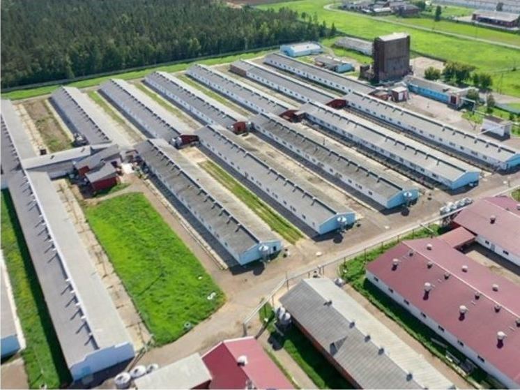 В Орловской области кукурузу и подсолнухи запретили сеять у свиноводческих предприятий