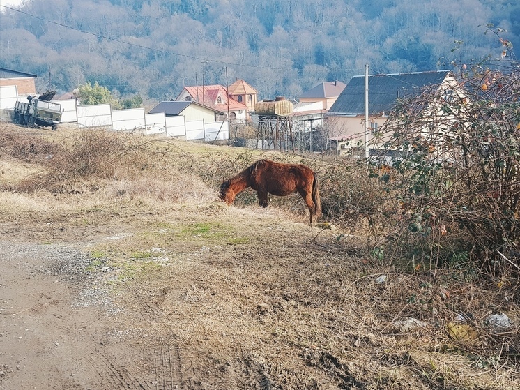 В Мостовском районе из частного хозяйства украли 7 лошадей