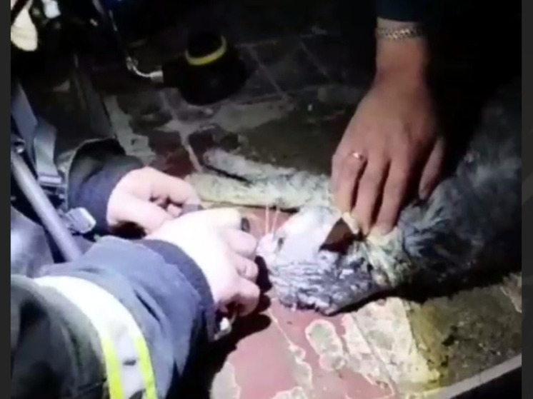 Белгородские огнеборцы спасли людей и кошку во время пожара