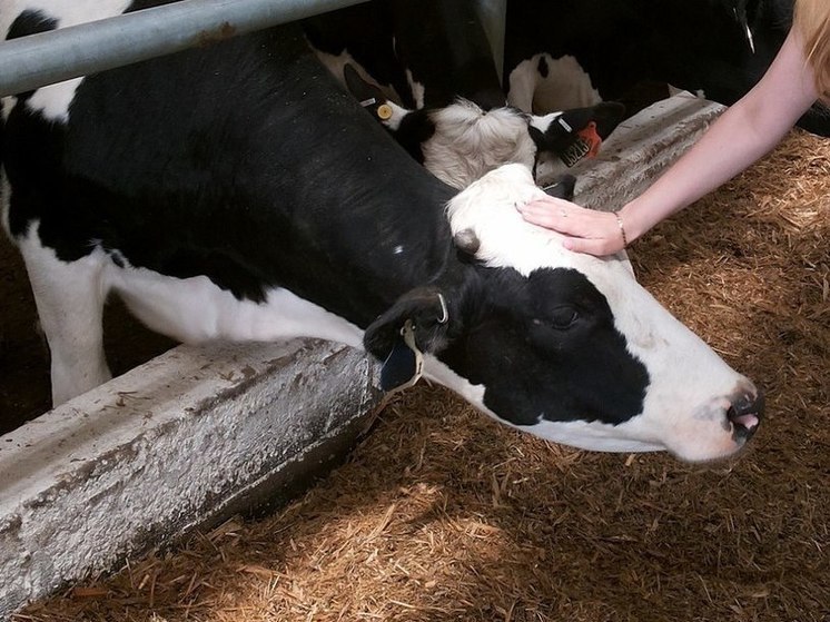 На 1 мая в Калужской области зафиксировано 176 очагов лейкоза у коров