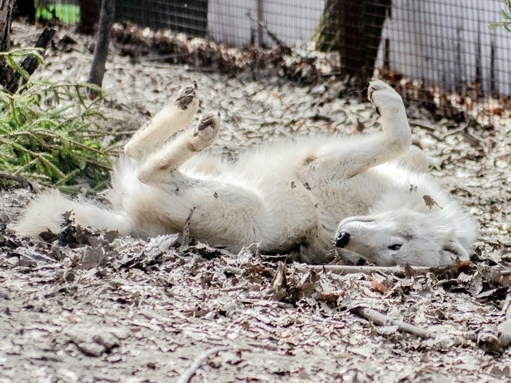 В хабаровском зоосаде полярный волк Шелдон отметил второй день рождения