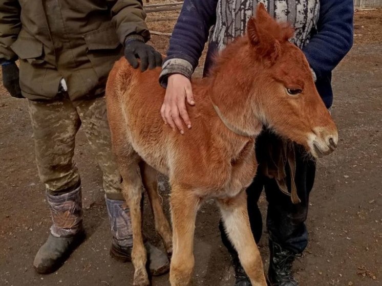 Жеребенка спасли со дна 4-метрового колодца в Забайкалье