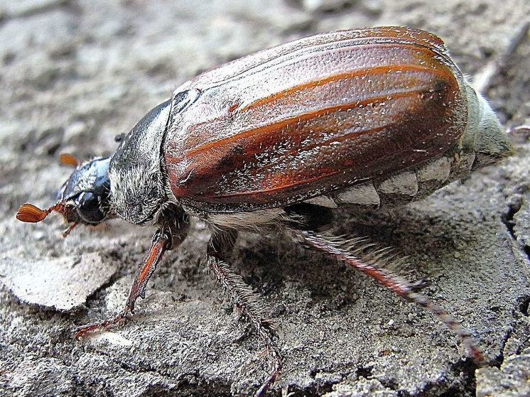 Специалисты объяснили, почему не стоит уничтожать майских жуков