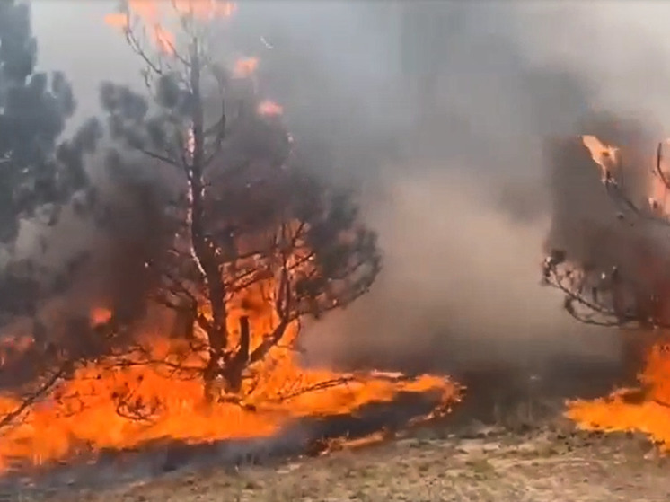 Из-за обстрелов укробоевиками пострадали 20 га леса на Херсонщине
