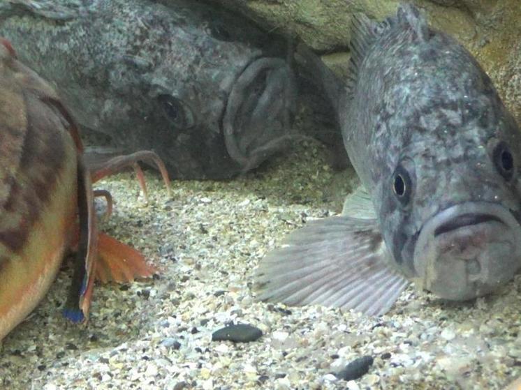 Охота на груперов: в Алуштинский аквариум передали трех врагов Черного моря