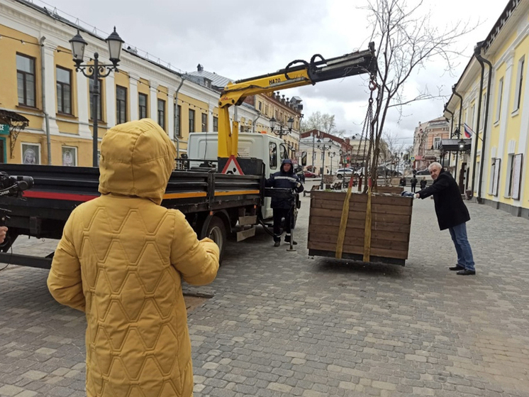 На улицах Кирова начали устанавливать контейнеры с растениями