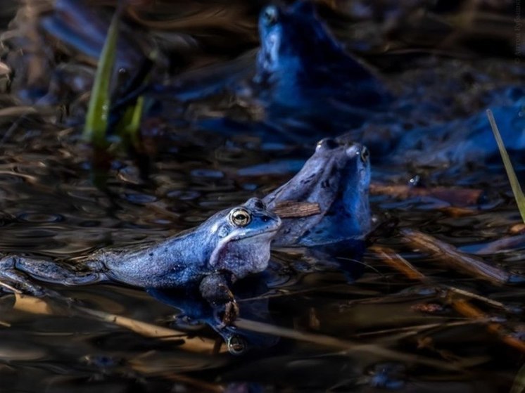В Петербурге остромордые лягушки сменили окрас на синий