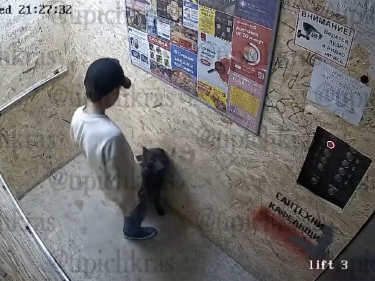 Краснодарская полиция начала проверку в отношении ребенка, избивающего свою собаку