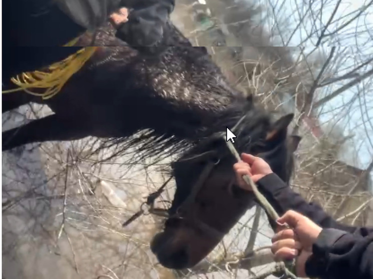 В Оренбурге полицейские спасли лошадь в подтопленной территории