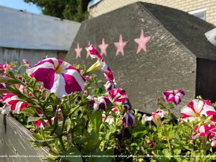 В Ярославле к Дню Победы высадят 100 тысяч цветов