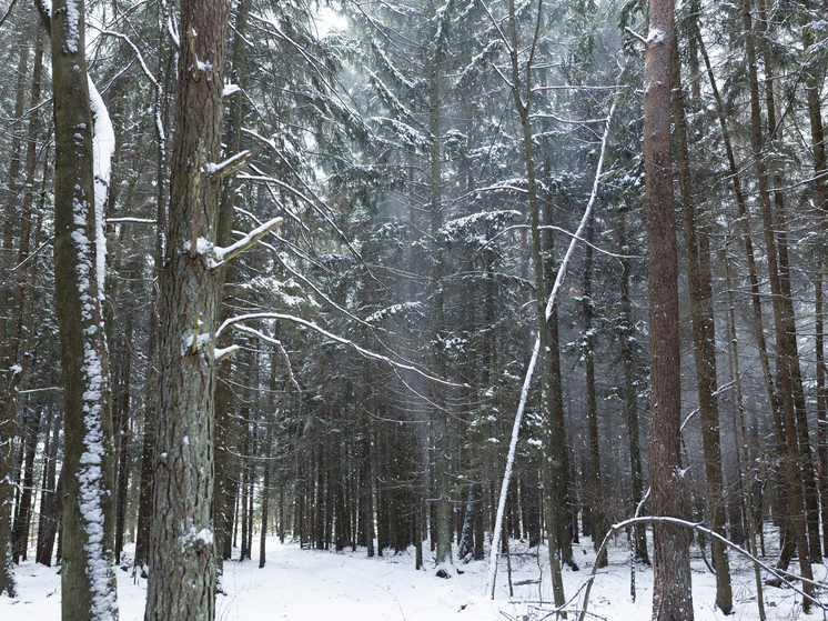  Пропавшую жительницу Черемхово нашли замерзшей в лесу под Иркутском
