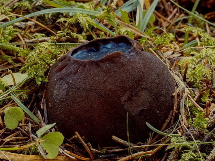 На Урале нашли краснокнижный гриб, "возвращающий молодость"