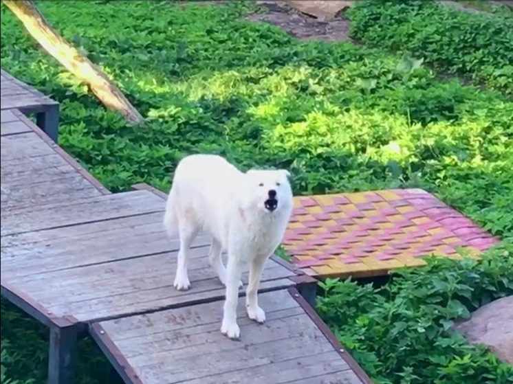 Волчица в калининградском зоопарке «разводит» на еду пожилого собрата