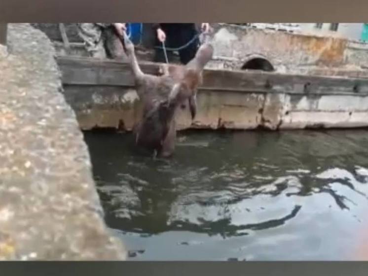 В Пензенской области спасли лося, который застрял в очистных сооружениях