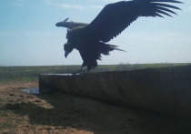 Черные грифы, имеющие самый большой размах крыльев среди птиц в России – до трех метров – внесены в Красную книгу страны. 