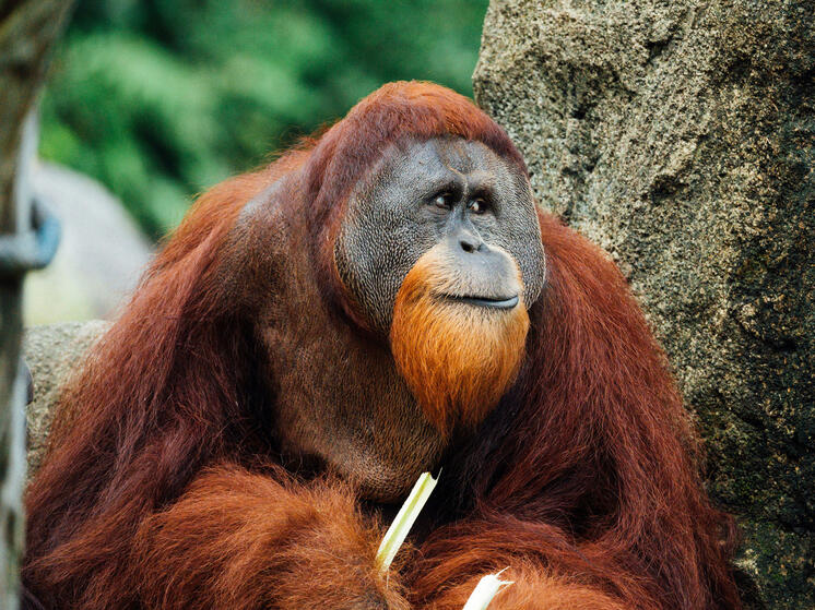 Обезьяна занялась самолечением с помощью растительных средств