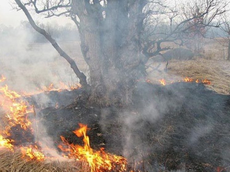 В Иркутской области за сутки ликвидировано пять лесных пожаров: введен особый противопожарный режим