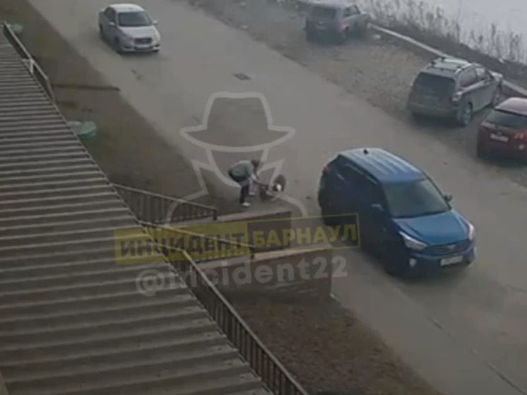 В Барнауле стаффорд загрыз собаку во время прогулки с хозяйкой