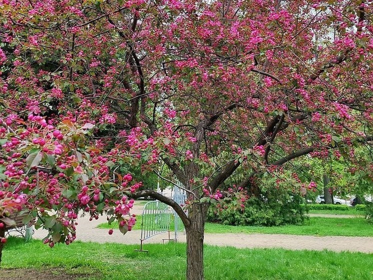 В Уфе на месяц раньше зацвела «башкирская сакура»