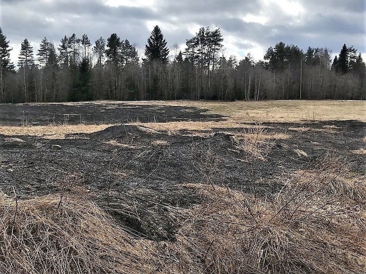 Жители Пряжинского района спасли лес от пожара
