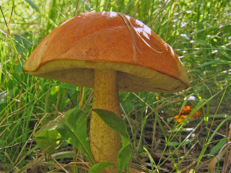 В Калининградской области начали находить первые подберезовики, при этом грибники отмечают, что это рекордно ранний период появления этих грибов для данной местности