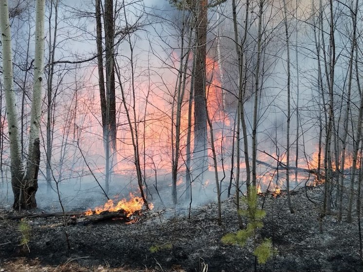 Пал сенокоса превратился в лесной пожар на 500 га возле Куки в Забайкалье